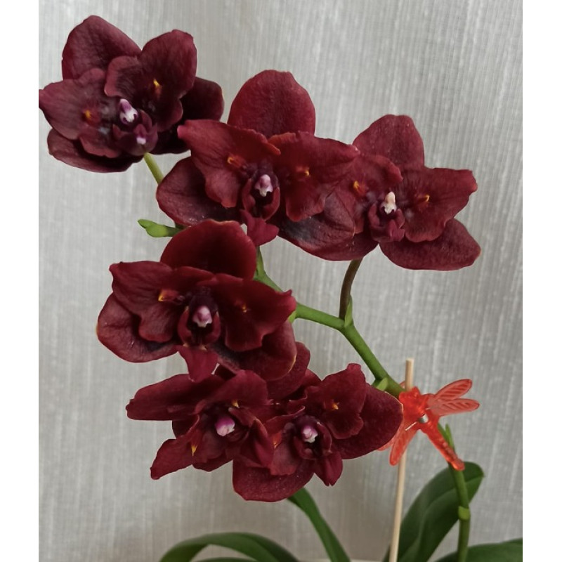 Жыныстық түрлер Мал маллой ақ қисық қыз